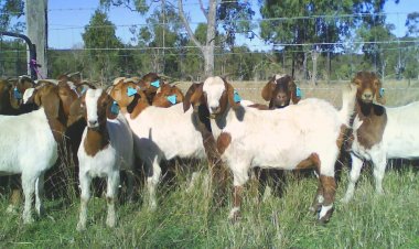 வெள்ளாடு வளர்ப்பின் நன்மைகள்