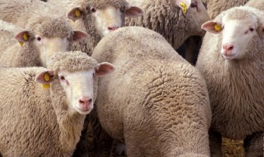 செம்மறி ஆடு வளர்ப்பின் நன்மைகள்