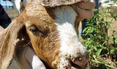 ஆடுகளை பாதிக்கும் நோய்கள்