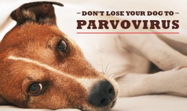 பார்வோ எனும் நாய்க் குட்டிகளின் எமன்