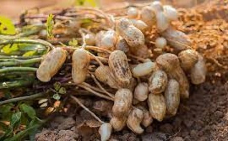 குறைந்த செலவில் இயற்கை முறையில் நிலக்கடலை சாகுபடி செய்வது எப்படி?