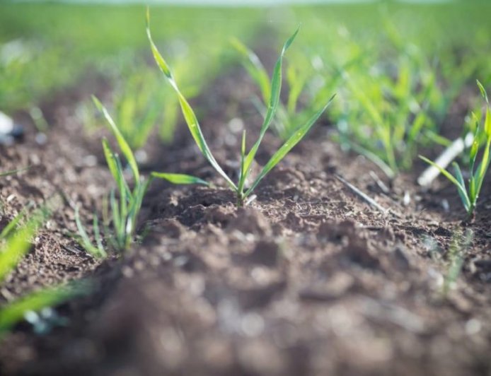 தண்டுக்கீரை சாகுபடி முறை மற்றும் பயன்கள்