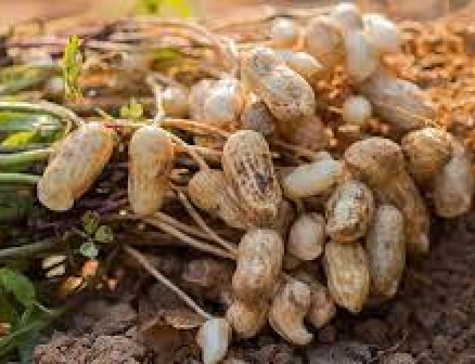 குறைந்த செலவில் இயற்கை முறையில் நிலக்கடலை சாகுபடி செய்வது எப்படி?