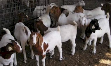 எந்த எந்த ஆடு வளர்த்தால் அதிக லாபம் பெறலாம்?