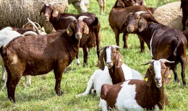 தீவனப் செலவினை குறைத்து அதிகப்படியான லாபம் தரும் உப தொழில்