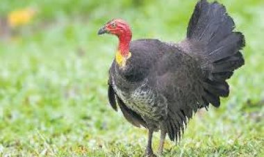 கால்நடை பராமரிப்பு – வான்கோழி வளர்ப்பு