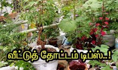 வீட்டு காய்கறி தோட்டம் – பின்பற்றவேண்டிய வழிமுறைகள்