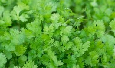 மாடித் தோட்டம் - கொத்தமல்லிக் கீரை பயிரிடும் முறை