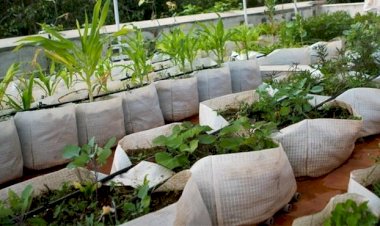 மாடித்தோட்டம் உருவாக்கும் முறைகள் மற்றும் பயன்கள்