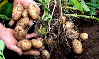 மாடித் தோட்டம் உருளைக் கிழங்கு பயிரிடும் முறை