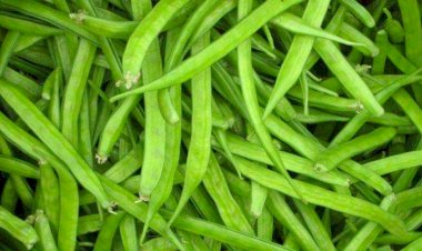 மாடித்தோட்டத்தில் கொத்தவரங்காய் பயிரிடும் முறை