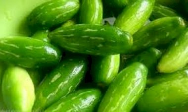 மாடித்தோட்டத்தில் கோவக்காய் பயிரிடும் முறை