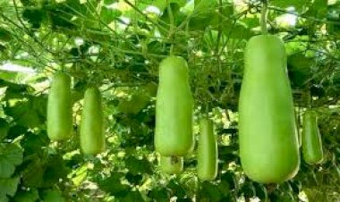 மாடித்தோட்டத்தில் சுரைக்காய் பயிரிடும் முறை