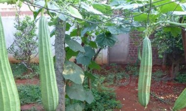 மாடித்தோட்டத்தில் பீர்க்கங்காய் பயிரிடும் முறை