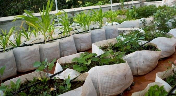 மாடித்தோட்டம் உருவாக்கும் முறைகள் மற்றும் பயன்கள்