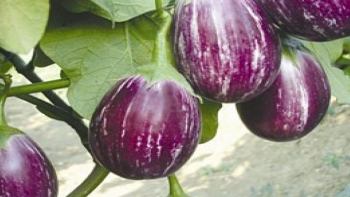 மாடித் தோட்டம் கத்தரிக்காய் பயிரிடும் முறை: