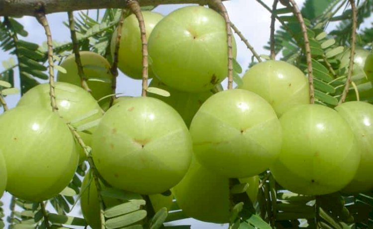 மாடித் தோட்டம் நெல்லிக்காய் பயிரிடும் முறை