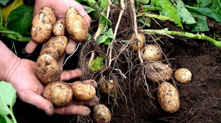 மாடித் தோட்டம் உருளைக் கிழங்கு பயிரிடும் முறை